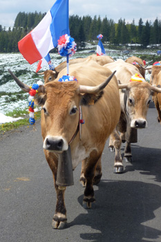 fête de la transhumance dans l'Aubrac