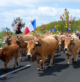 fête de la transhumance dans l'Aubrac