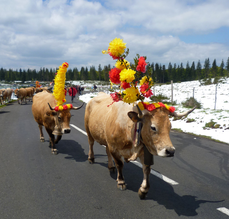 fête de la transhumance dans l'Aubrac