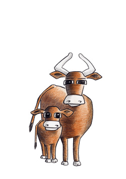 dessin de vache